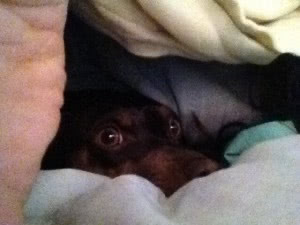Best snuggles under the blankets 